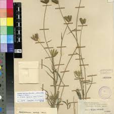 Image result for Dactyloctenium geminatum