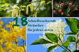 Möchten sie auch schnell wachsende bäume in ihrem garten pflanzen? 18 Schnellwachsende Straucher Fur Jeden Garten