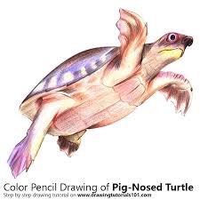 Realistic portrait drawing with pencil lessons: Pig Nosed Turtle Colored Pencils Drawing Pig Nosed Turtle With Color Pencils Drawingtutorials101 Com