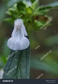 Image result for Leucas princei