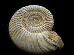 Ancient Fossil Ammonite From Madagascar 150 Million Years Old Etsy Ammonite Fossil Turn To Stone