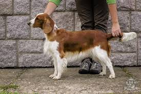 Image result for velššpringršpaněl