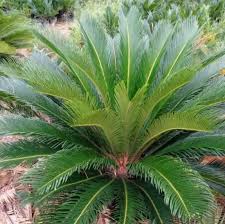 Image result for Cycas thouarsii