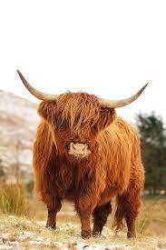 During all our research on cattle we had become more and more intrigued by the very old, very intelligent, scottish highland breed. Scottish Highland Cow Loch Lomond Photograph By Grant Glendinning