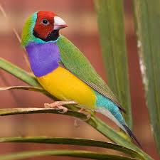 the brilliant gouldian finch isn t this a beauty finches bird most beautiful birds pet birds