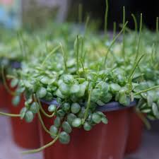 Image result for Polystachya pamelae