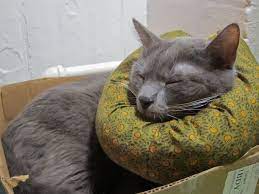 Pin On Pet Diy