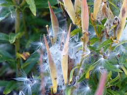 Image result for Asclepias meliodora
