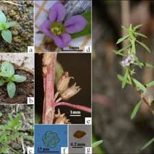 Lettres connues et inconnues entrez les lettres connues dans l'ordre et remplacez les lettres inconnues par un espace, un point, une virgule ou une étoile. Pdf Ecologie Des Lythrum Annuels Des Mares Temporaires Mediterraneennes Applications A La Conservation De L Thesioides Dans Les Costieres De Nimes