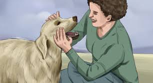 To keep your dog calm, supervise him, confine him when you're not home, and. How To Keep Your Dog Calm After Neutering 13 Steps
