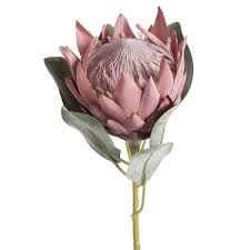 Proteases play a key role in many physiological processes never buy an enzyme that lists the amount in weight, like milligrams (mg). Artificial Native Flowers Brisbane Swann Agencies