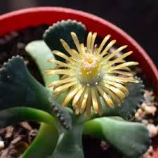 Image result for Nananthus aloides