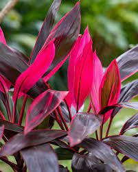Buy Cordyline Fruticosa Red Sister Ti Plant Cordyline Terminalis Free Shipping Over 100 Ti Plant Plants Dracaena