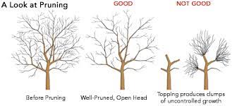 Learn all about proper fruit tree pruning and when you should prune in order to create fruitful trees! How And When To Prune Fruit Trees The Tree Center