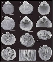 Similar homes for sale near vail, az. Upper Oligocene Chattian Brachiopod Fauna From The Aquitaine Basin Southwestern France And Its Paleoenvironmental Implications