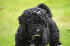 We raise multi generation labradoodles. Black Labradoodles