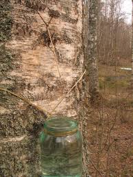 Birch Sap Wikipedia