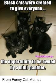 Save and share your meme collection! Black Panther Cat Memes Page 1 Line 17qq Com