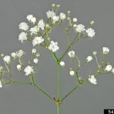 The plant can grow to 3 feet tall, is very branched, and is easily identified by the numerous small white flowers. Weed Of The Month Baby S Breath