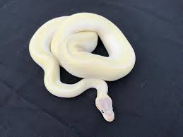 Super Mojave Ball Python Male At Reptile Rapture Ball Python Ball Python Morphs Cute Reptiles