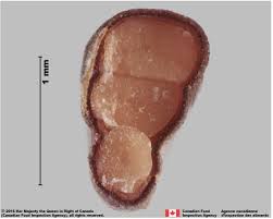 Image result for Cheirostylis lepida