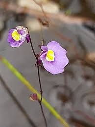 Image result for Uvaria welwitschii