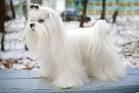 Maltese Dogs - Pictures, Breed Info & Care Tips | PetMD