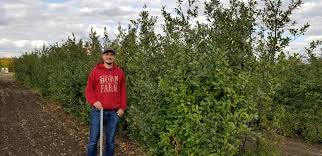 Check spelling or type a new query. Valentine Dwarf Sour Cherry Linden Lane Farms