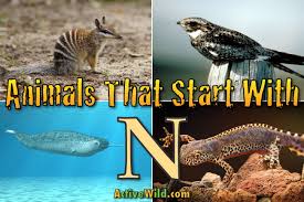 Animals That Start With N List Of Amazing Animals Beginning With N