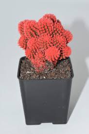 Show holiday cheer with red and green desert gems. Nature S Enlightenment Live Green Desert Gem Cactus Live Plants House Plant Long Lasting Easy Care Plant Buy Online In Bahamas At Bahamas Desertcart Com Productid 76238837
