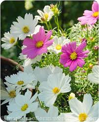 Aus Meinem Garten Juli Garten Juli Natur