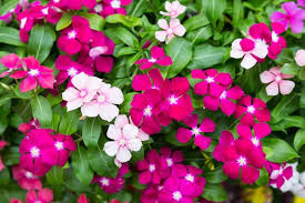 Check spelling or type a new query. Do Bunnies Eat Vincas Clever Pet Owners