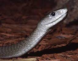 Black Mamba Deadly Large Fastest Snake Black Mamba Snake Black Mamba Mamba
