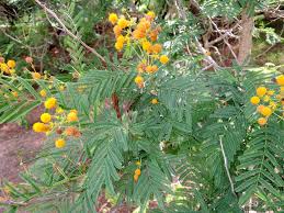 Image result for Acacia davyi