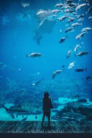 Oceanografic Valencia Tickets Price Everything You Need To Know Aquarium Pictures Underwater Photography Georgia Aquarium