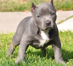 #176782 my female brindle blue pitbull had a litter of puppies.2 males and 2 females. Blue Nose Pitbull Puppies Change Comin