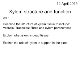 We did not find results for: Xylem Structure Updated