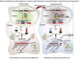Plicní hypertenze znamená zvýšení tlaku v plicním krevním řečisti. Fyziologicky Ustav Av Cr Odhaleni Regulacni Drahy Vedouci Ke Zmenam Metabolismu Behem Rozvoje Plicni Hypertenze