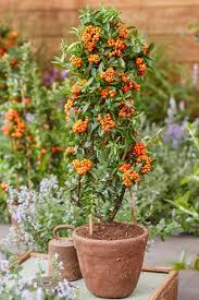 Image result for Pyracantha