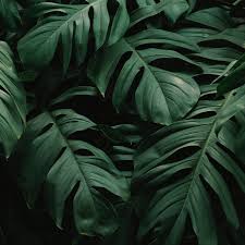 Also explore thousands of beautiful hd wallpapers and background images. Download Wallpaper 2780x2780 Leaves Plant Green Dark Vegetation Ipad Air Ipad Air 2 Ipad 3 Ipa Ipad Mini Wallpaper Ipad Air Wallpaper Ipad Pro Wallpaper
