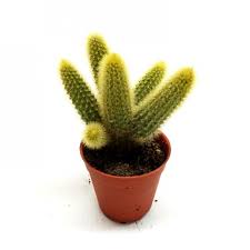 It is one of three species named rat tail cactus. Buy Cleistocactus Tarantula Cactus Rat Tail Cactus Online At Best Price Plantsguru Com