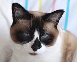 Snowshoe Cat Have An Affectionate And Docile Disposition Due To This They Do Not Do Well Under Circumstances Where Snowshoe Cat Siamese Cats Blue Point Cats