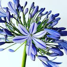 Pin By Laura Padilla On Akvarel Acrylic Painting Flowers Botanical Flowers Flower Art