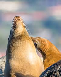 Ooooh That S It Right There Yes Wildlife Animals Walrus