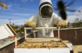 Aa beekeeper offers a variety of services to assist you in bee removal, bee hive management as well as training new bee enthusiasts in starting their own bee farm throughout orange county. Best Bee Removal Service In Orange County Lucky Bees
