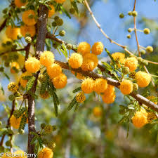 Image result for Acacia