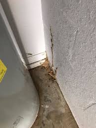 With over 65 years experience in pest control, you can rest assured that your family and home are protected by our many services offered. Jnc Pest Control Pest Control Service Dade City Florida Facebook 19 Photos