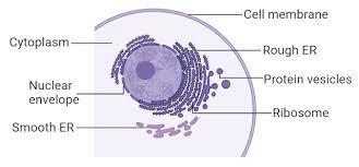 The Structure Of Endoplasmic Reticulum Rough And Smooth Er Diagram In 2021 Cell Membrane Structure And Function Things Under A Microscope