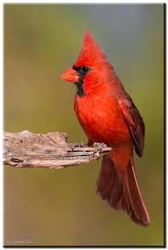 Brown Birds That Look Like Cardinals Image By Jennifer Brown Stephens Demarc On Birds Beautiful Birds Colorful Birds Birds