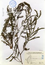 Image result for Lotononis bainesii